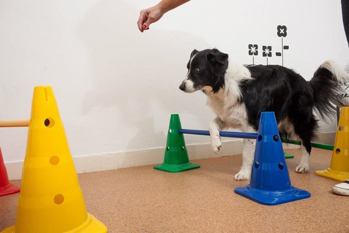 ebfizio-kutyafitness53