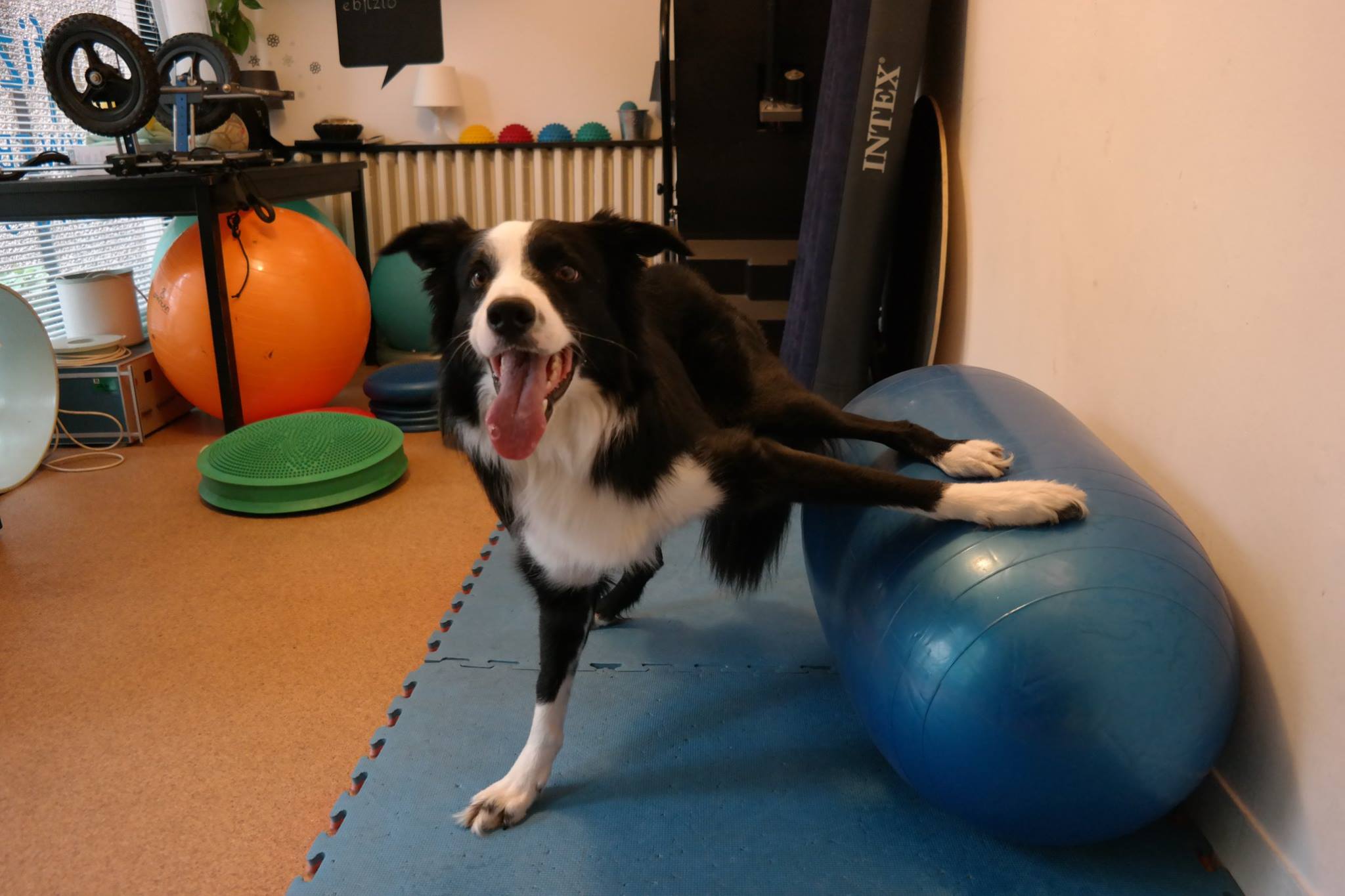 ebfizio-kutyafitness57