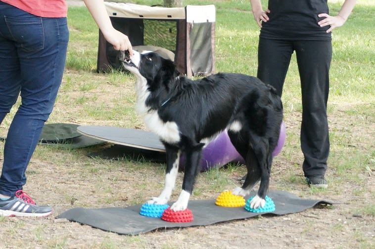 ebfizio-kutyafitness62