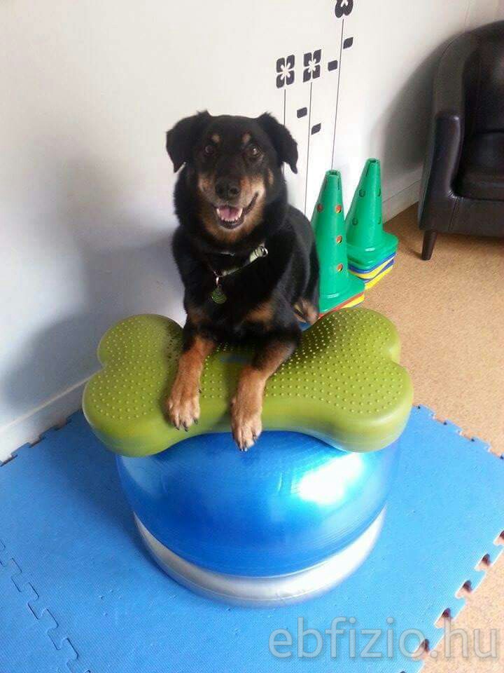 ebfizio-kutyafitness66